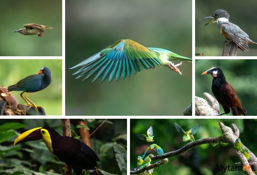 birds of boca tapada, seen at maquenque eco lodge 