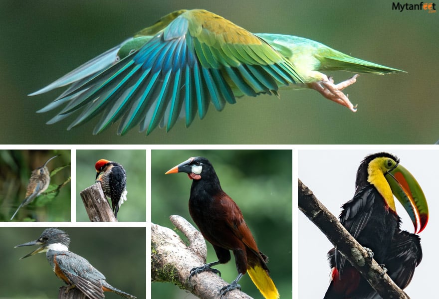 boca tapada birds