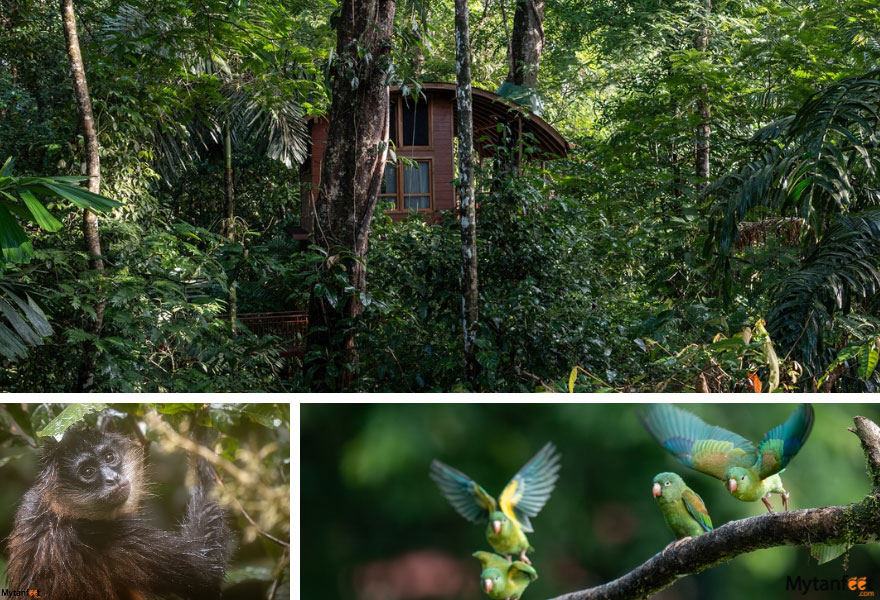 Maquenque Eco Lodge treehouse and wildlife 