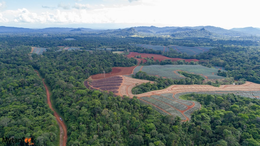 Boca Tapada pineapple farming