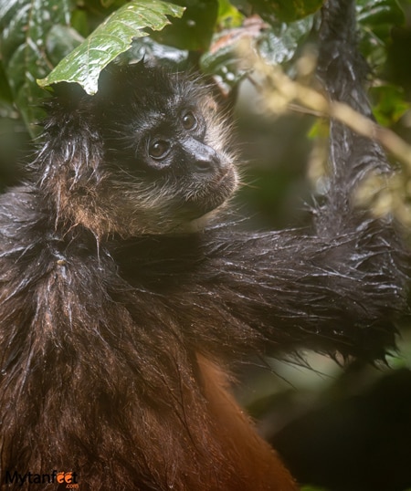 Boca Tapada - spider monkey