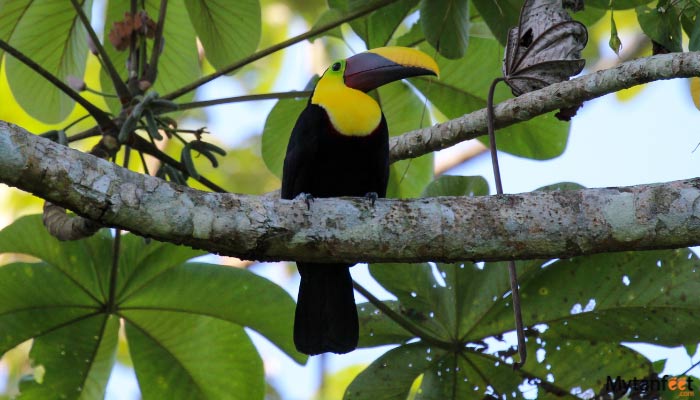 carara-national-park-tour-from-manuel-antonio-and-quepoe-4 carara national park tour from manuel antonio and quepos yellow throated toucan