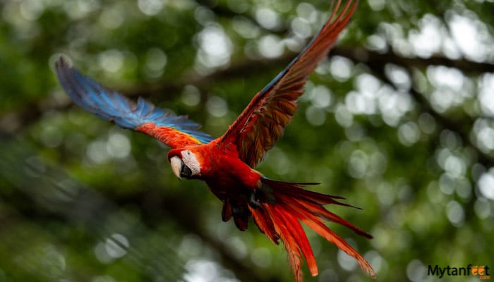 carara-national-park-tour-from-manuel-antonio-and-quepoe-5 carara national park tour from manuel antonio and quepos scarlet macaw