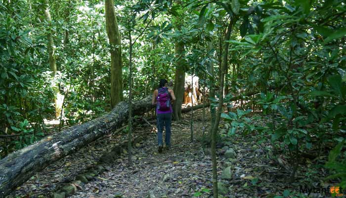 carara-national-park-tour-from-manuel-antonio-and-quepoe-image-1 carara national park tour from manuel antonio and quepos
