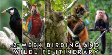 costa rica birding and wildlife itinerary