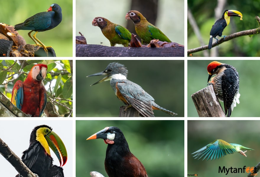 costa rica birding and wildlife itinerary - maquenque eco lodge boca tapada birds