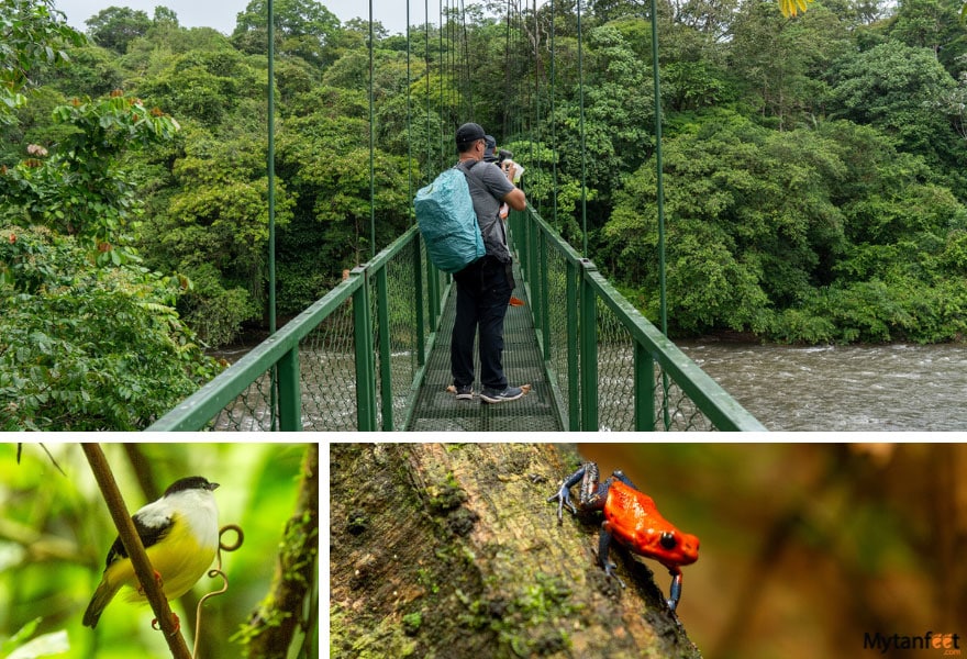 costa rica birding and wildlife itinerary - selva verde sarapiqui guided nature walk