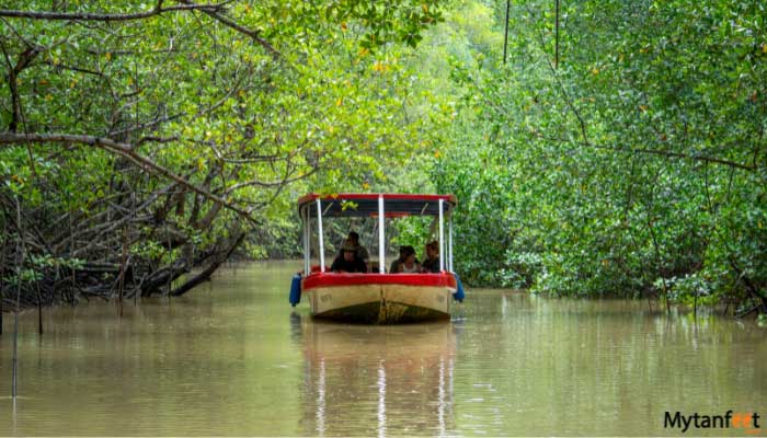 damas island mangrove boat tour