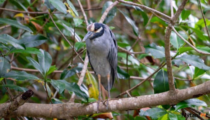 damas island mangrove boat tour heron