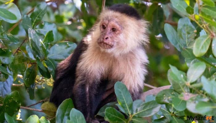 damas island mangrove boat tour white face monkey
