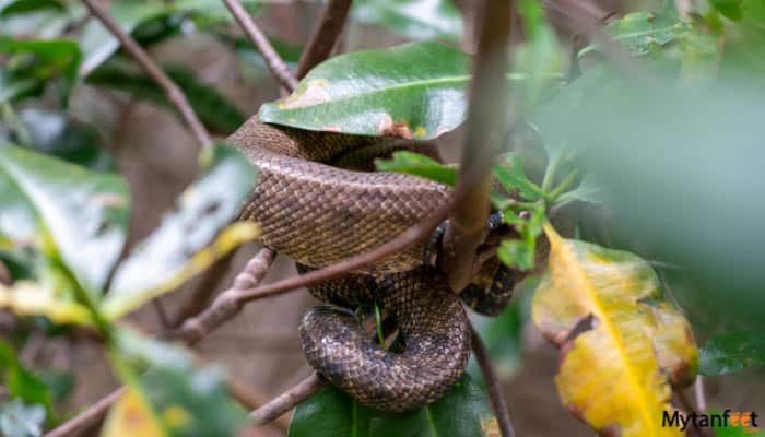 damas island mangrove boat tour mangrove boa