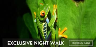 exclusive night walk in la fortuna featured image