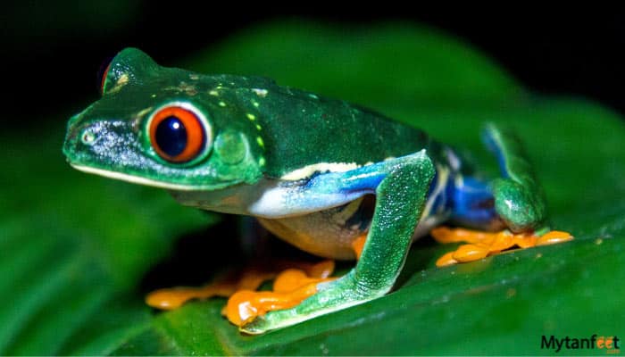 exclusive-night-walk-in-la-fortuna-featured-image-gallery--2 exclusive night walk in la fortuna red eye tree frog