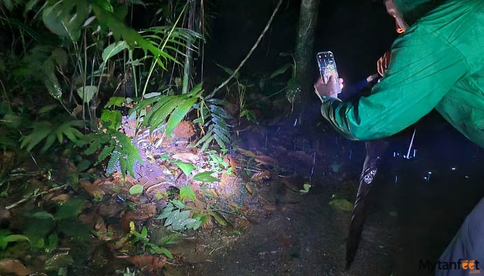 exclusive-night-walk-in-la-fortuna-featured-image-gallery--3