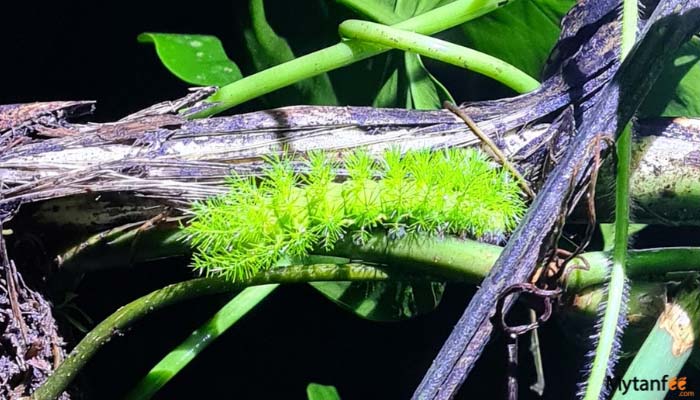exclusive-night-walk-in-la-fortuna-featured-image-gallery--4 exclusive night walk in la fortuna catepillar