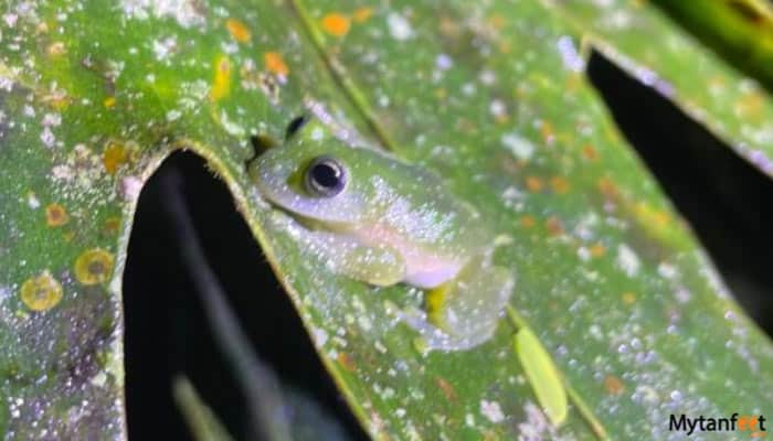 exclusive-night-walk-in-la-fortuna-featured-image-gallery--5 exclusive night walk in la fortuna glass frog
