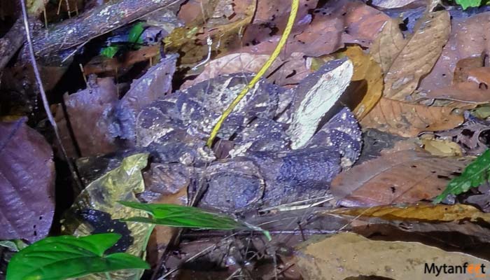 exclusive-night-walk-in-la-fortuna-featured-image-gallery--6 exclusive night walk in la fortuna snake