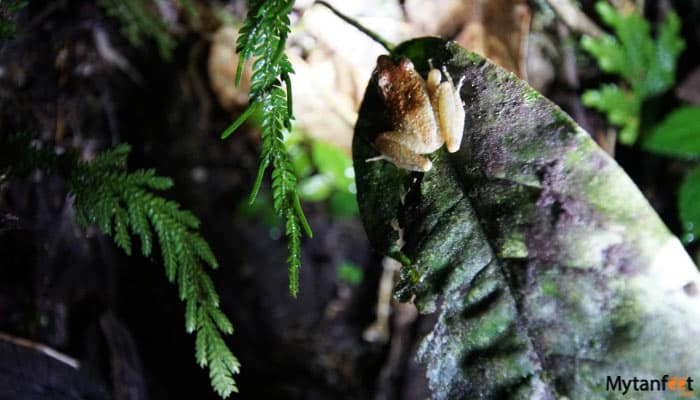 exclusive-night-walk-in-la-fortuna-featured-image-gallery exclusive night walk in la fortuna frog