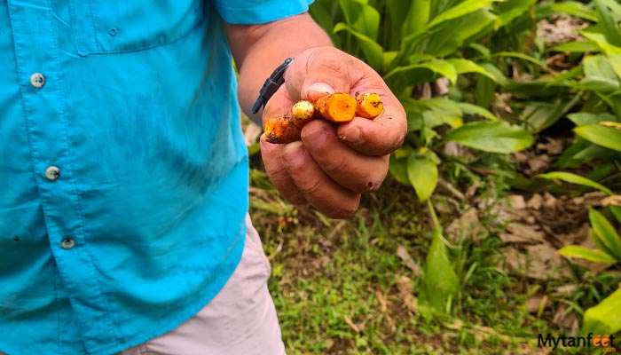 la fortuna and la finquita farm 