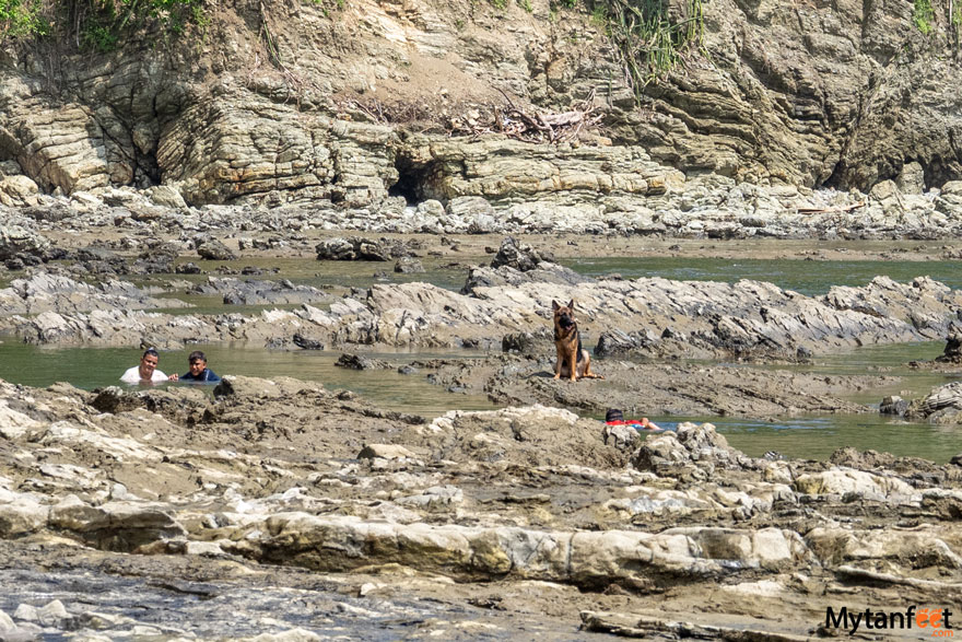 a german shepherd is standing on some rocks around tide pools, while a couple lays in the water and a boy swims in one of the pools
