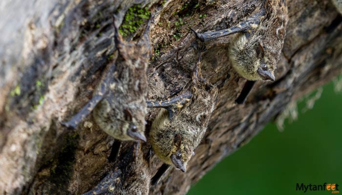 pure nature safari float bats