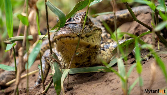 pure nature safari float caiman