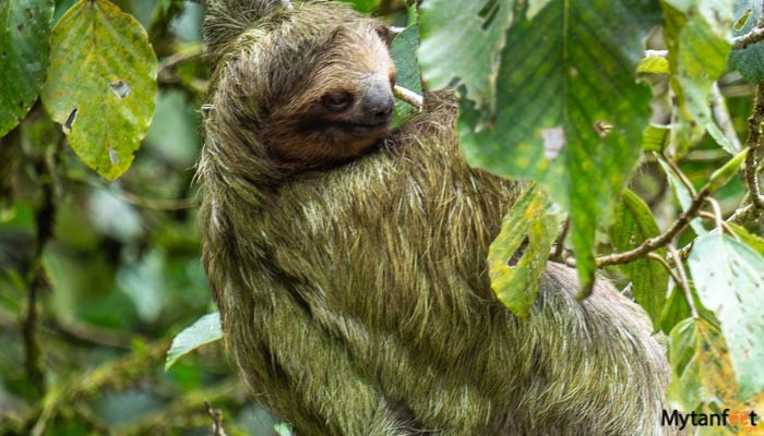 pure nature safari float sloth