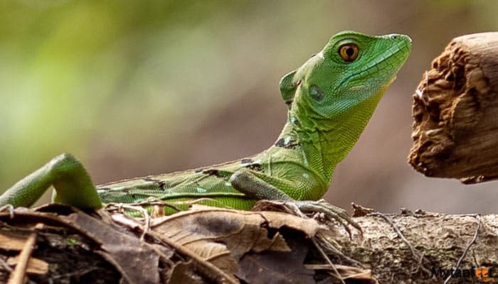 pure nature safari float iguana