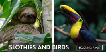 slothies and birds featured image