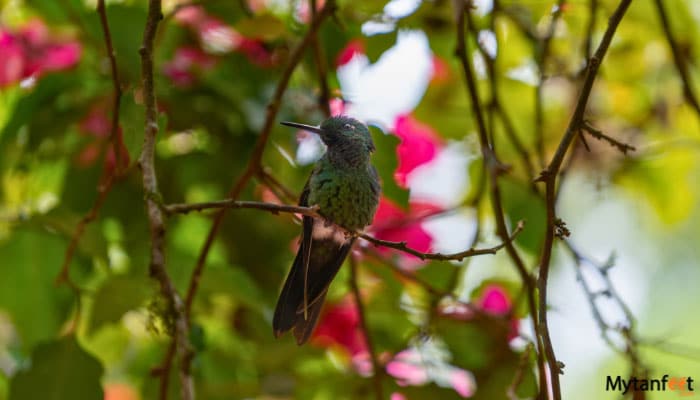 5 La Paz Waterfall Gardens tour with transportation from San Jose