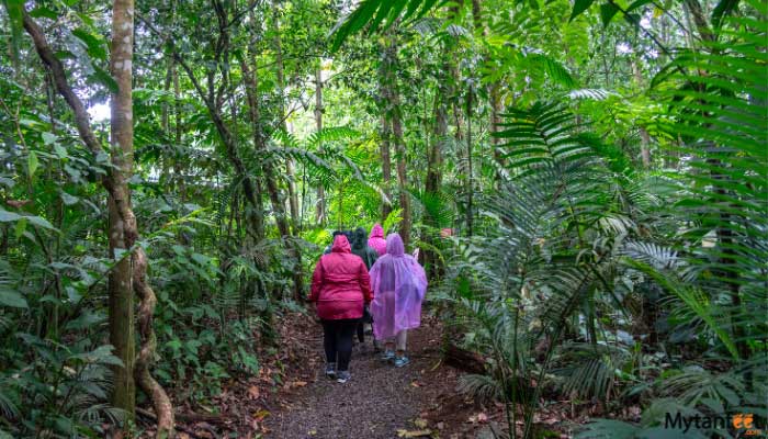 Authentic-Rainforest-Experience-2 Authentic Rainforest Experience