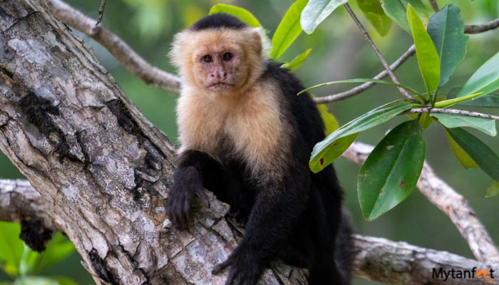 Manuel-Antonio-National-Park-Tour-from-San-Jose-2 Manuel Antonio National Park Tour from San Jose white face monkey