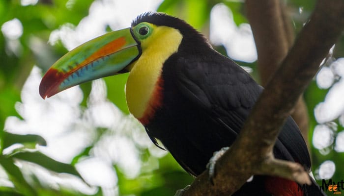 combo-tour-doka-coffee-poas-volcano-la-paz-waterfalls-6 combo tour doka coffee poas volcano la paz waterfall gardens