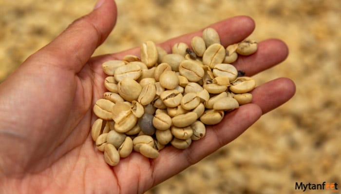 Doka Coffee Grecia Sarchi