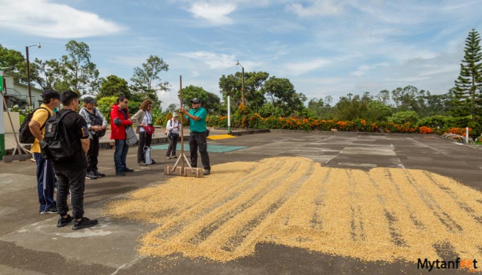 Doka Coffee Grecia Sarchi