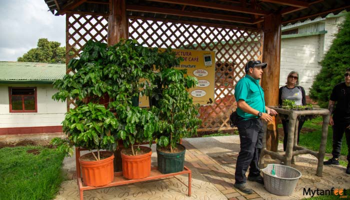 Doka Coffee Grecia Sarchi