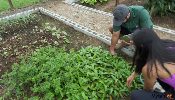 manuel antonio local flavor cooking experience 