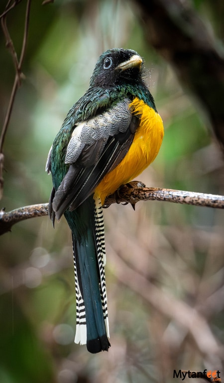 Trogon