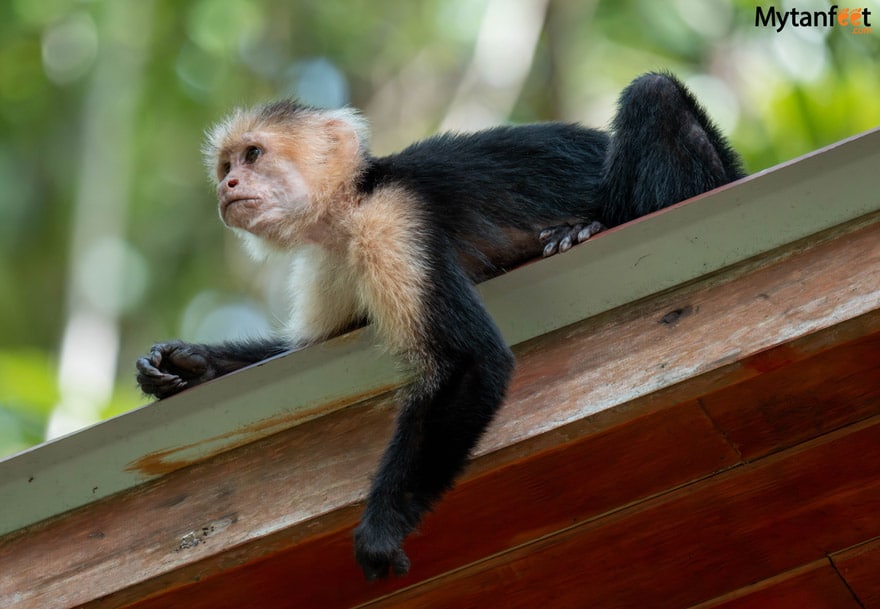 white face monkey laying on a roof