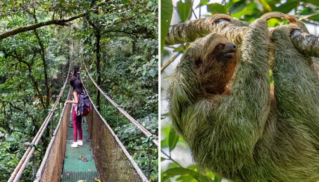 guanacaste rainforest sloth tour booking page featured image