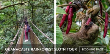 guanacaste rainforest sloth tour