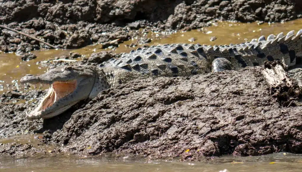 palo verde river boat tour booking page featured image