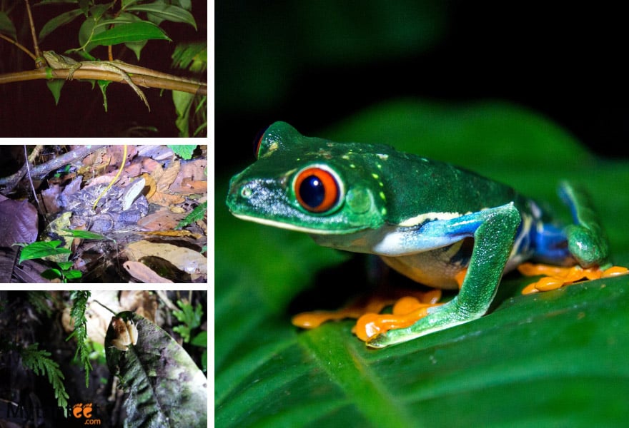 1 week luxury costa rica itinerary night walk