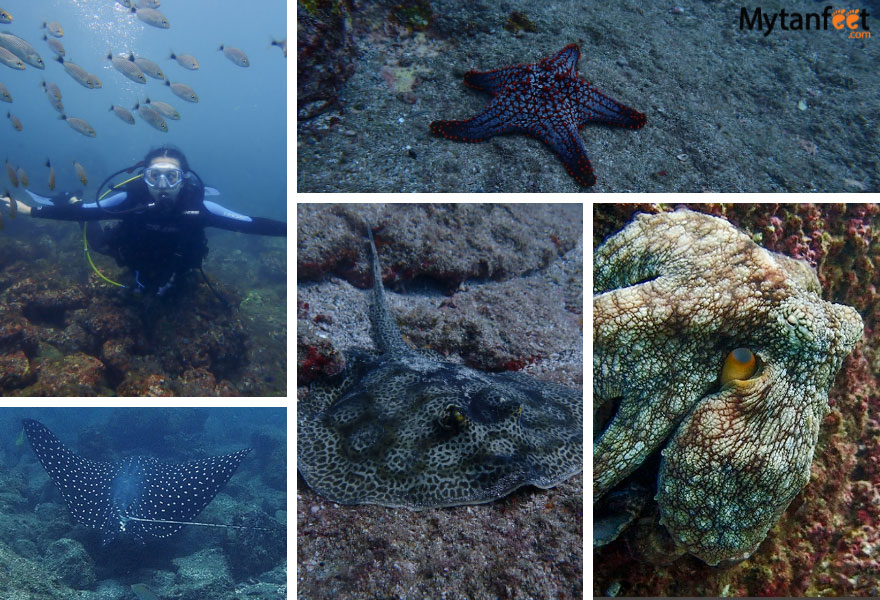 scuba diving catalinas islands