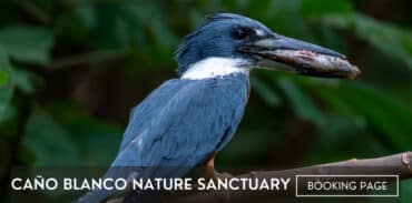 Caño Blanco Nature Sanctuary