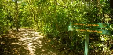 childrens eternal rainforest day tour booking page featured image