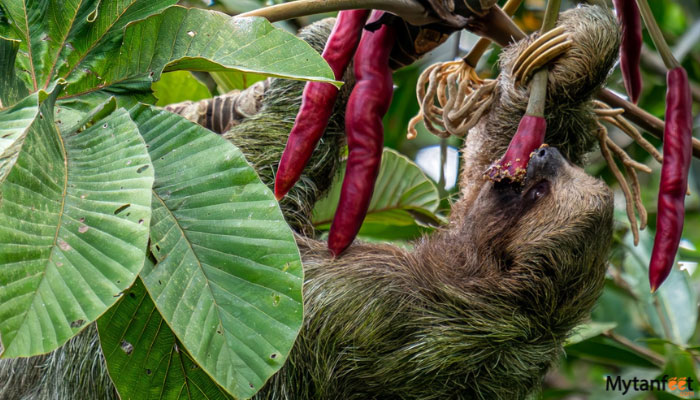 guanacaste rainforest sloth tour 3 toed sloth 
