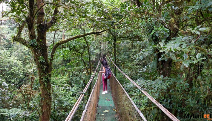 guanacaste rainforest sloth tour