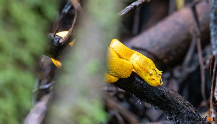 guanacaste rainforest sloth tour yellow eyelash pit viper 