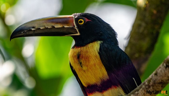 guanacaste rainforest sloth tour  collared aracari toucan
